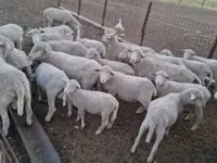 Ram, Merino sheep — photo 1