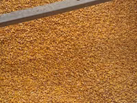 Porumb cu librare acasa 4,40 lei/kg — 照片 2