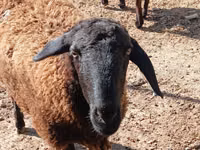 Ido, Hissar sheep — sawirka 1