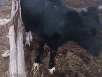 วัวตัวเมีย, Russian Black pied cattle — รูปภาพ 4