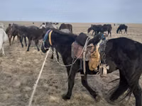 Mare, Horses — photo 2