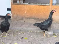 Chickens — عکس 5