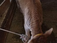 Cow, Aberdeen-Angus — photo 5