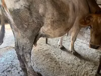 Cow, Cattle — photo 3