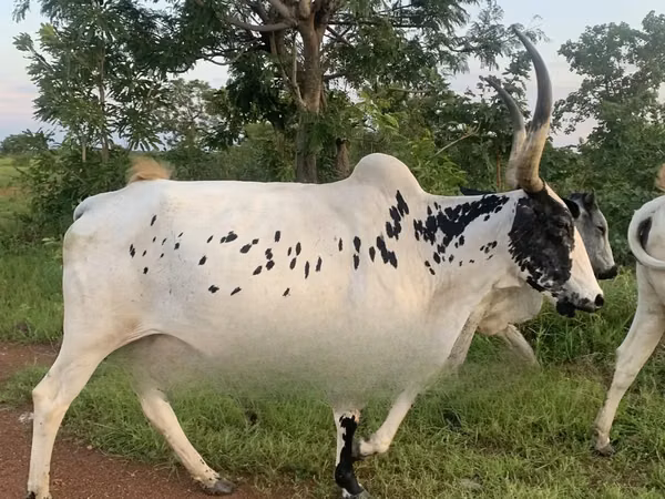 Vache, Brahmane