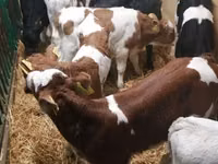 Sığır (parti, cinsiyet belirtilmedi), Simmental cattle — foto 4