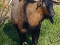 ወንድ ፍየል, Goats — ፎቶ 1