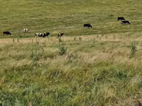 母牛, Holstein breed — 照片 2