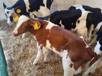 Dibi, Russian Black pied cattle — sawirka 1