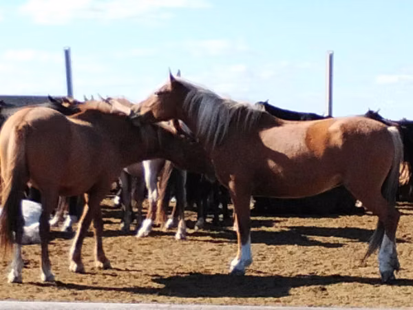 Kuda betina, Kazakh horse — Kazakhstan