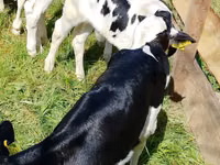 گاو و گوساله (گروه، جنسیت مشخص نشده), Russian Black pied cattle — عکس 4