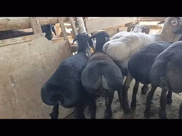 Beran, Ovce — Uzbekistán