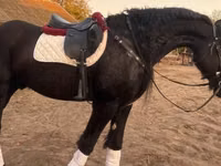 اسب نر, Friesian — عکس 1