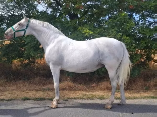 Ngựa cái, Lipizzaner