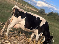 Vacă, Rasa vacă — foto 3