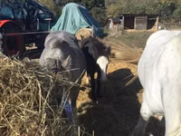 اسب نر, Gypsy horse — عکس 2