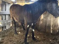 Mare, Horses — photo 2