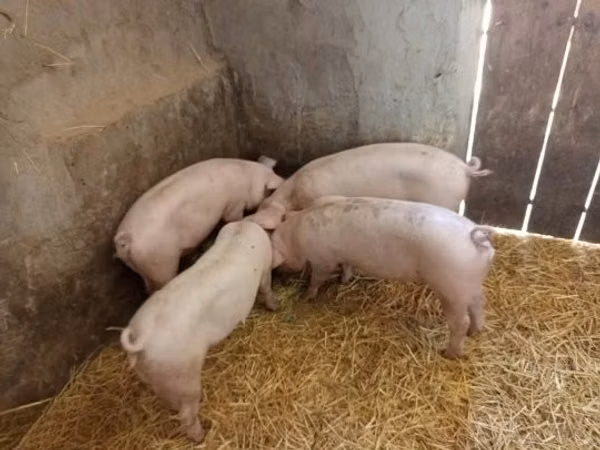 Säue, Schweine
