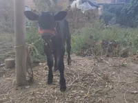 Гов, Swiss cattle — акс 4