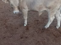 سانڈ, Swiss cattle — تصویر 4
