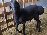 Kambing jantan, Arashan sheep — foto 3
