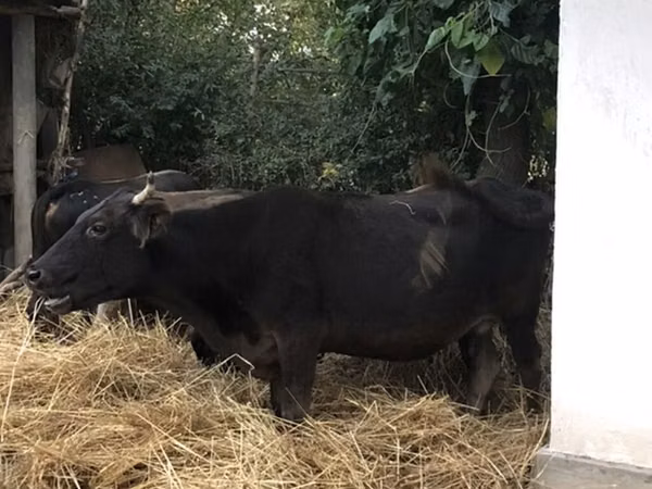 Cow, African Buffalo — Kyrgyzstan