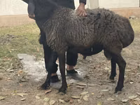 Vædder, Rhon sheep — foto 1