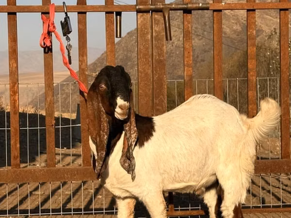 تيس, Gulabi goats