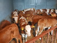 Ցուլ, Simmental cattle — լուսանկար 1