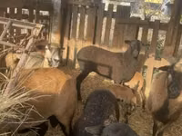 قوچ, Cameroon sheep — عکس 4