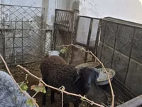 بز (گروه، جنسیت مشخص نشده), بز — عکس 6