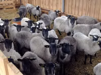 Ovan, Romanov sheep — fotografija 5