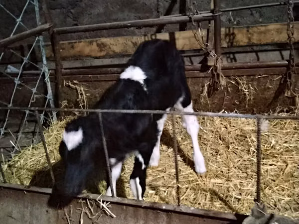 பசு, Russian Black pied cattle