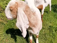 Capra, Nubian Goat — foto 6