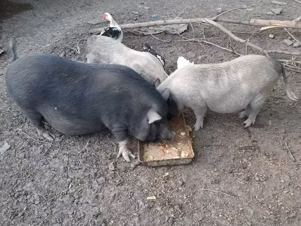 Վետնամական խոզի միս