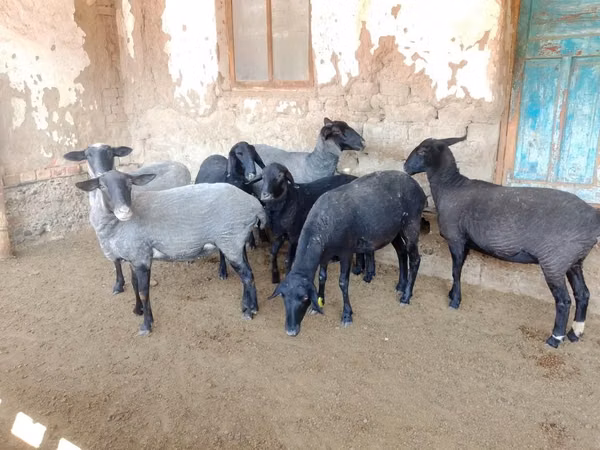 Biri-biri betina, Romanov sheep