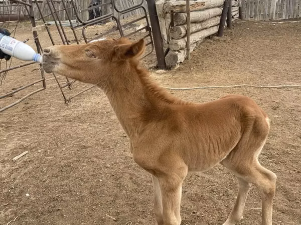 Horses (batch, sex not specified), Horses — Kazakhstan