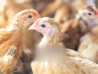 Chickens — ছবি 7