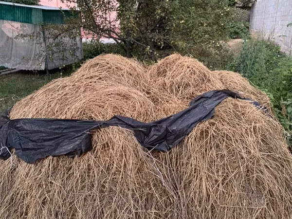 БЕСПЛАТНО!!! Чопту чаап берсениздер бесплатно берем чопту Сено из