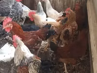 Chickens — sawirka 1