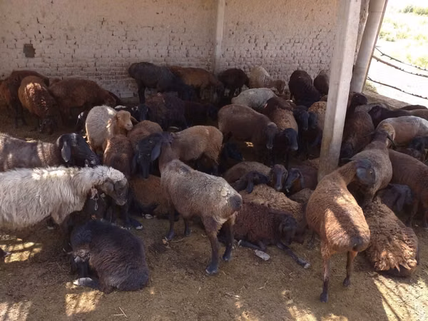 Ram, Sheep — Uzbekistan
