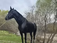 குதிரை, Karachay horse — புகைப்படம் 3