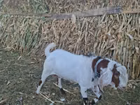 بز نر, Nubian Goat — عکس 2