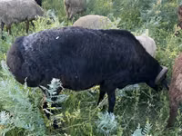 Billy Goat, Goats — photo 4