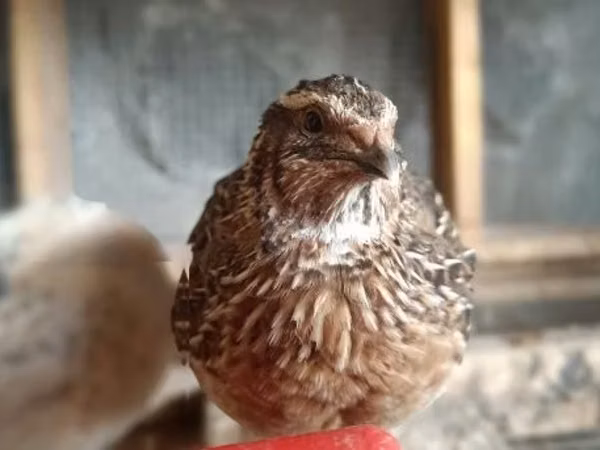 Quails — হাঙ্গেরি