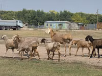 Ovan, Hissar sheep — fotografija 8