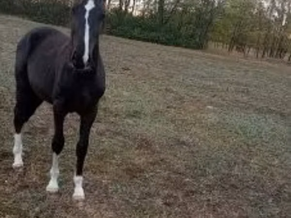 Horse (M), Lipizzaner