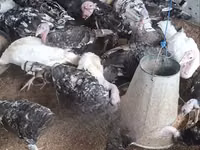 Turkeys — foto 1