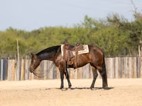 雌馬, Quarter Horse — 写真 7