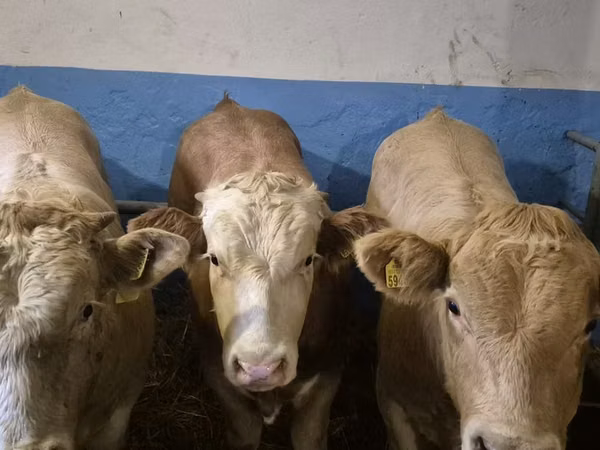 Sığır (parti, cinsiyet belirtilmedi), Simmental cattle
